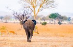 thumbnail of Selous Game Reserve & Mikumi National Park